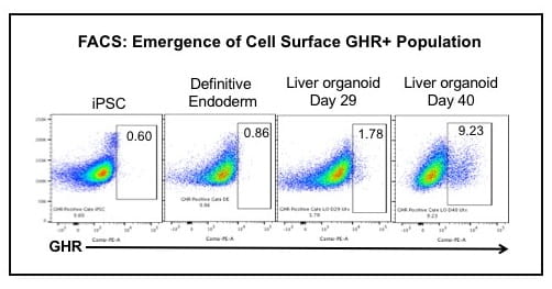 FACS: Emergence of Cell Surface GHR+ Population